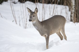 Wild roe deer in the snow. Capreolus capreolus