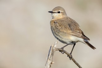 Isabelline Wheatear, (Oenanthe isabellina), biotope, habitat, foraging, animals, birds, songbird,