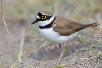 Little Ringed Plover, Little Ringed Plover, (Charadrius dubius), plover family, biotope, foraging,