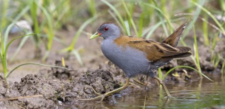 Little Crake, Little Crake, Small Crake, (Porzana parva), biotope, habitat, foraging, family of