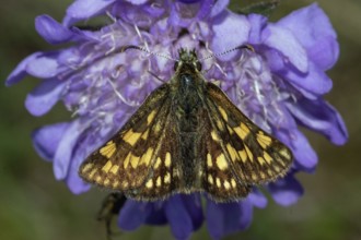 Chequered skipper (Carterocephalus palaemon)