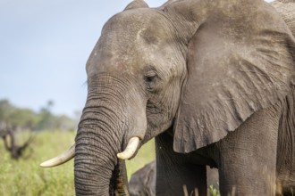 Side profile of an Elephant in the Okavango delta, Botswana, Africa