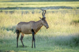 Red hartebeest standing in the grass