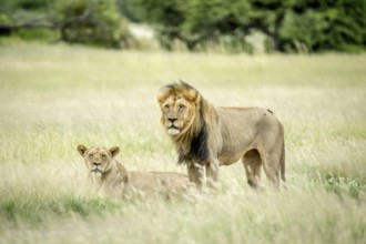 Lion mating couple in the grass in the Central Kalahari, Botswana, Africa
