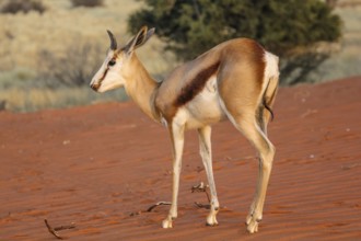 Springbok on the red dunes of the Kalahari desert, Namibia, Africa