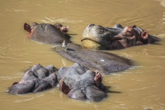 A group of hippopotamus in a river. Serengeti National Park, Tanzania, Africa