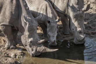 Three drinking White rhinos in the Kruger National Park, South Africa, Africa