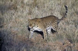 Leopard (Panthera pardus)