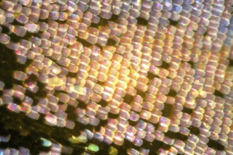 Peacock butterfly - wing scales (Inachis io)