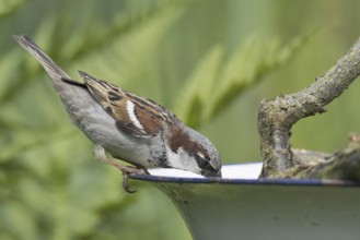 House Sparrow (Passer domesticus) (Passer domesticus)