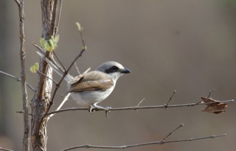 Red-backed shrike (Lanius collurio)