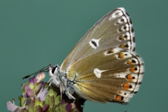 Cranesbill Blue (Aricia eumedon)