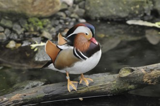 Mandarin duck (Aix galericulata)
