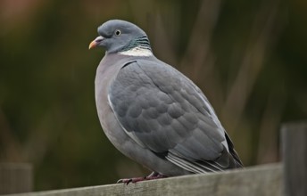 Wood pigeon (Columba palumbus)