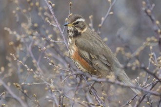 Redwing (Turdus iliacus)