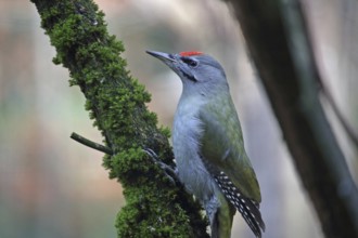 Grey-headed Woodpecker (Picus canus)