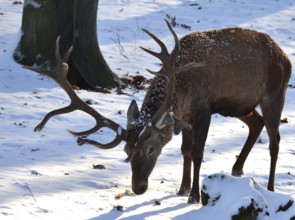 Red deer (cervus elaphus)