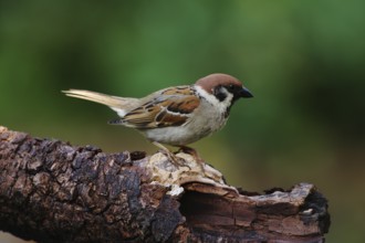 Tree sparrow (Passer montanus)