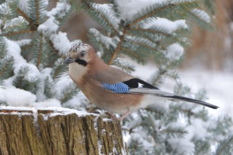 Eurasian jay (Garrulus glandarius)