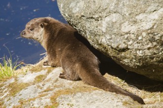 Otter (Lutra lutra)