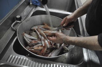 Fish being cleaned and washed in a colander under running water in a kitchen, Cooks and chefs
