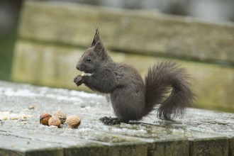 Squirrel (Sciurus vulgaris)