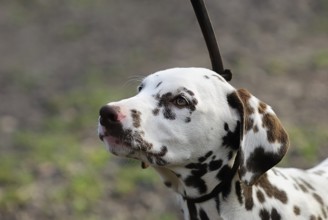 Dalmatian (canis lupus familiaris)