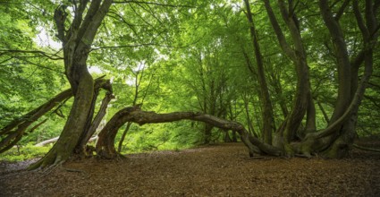 Bent beech (Fagus) that has grown into another tree, Sababurg primeval forest, Reinhardswald estate