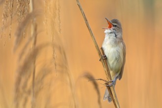 Reed warbler, (Acrocephalus arundinaceus), reedbed perch, biotope, habitat, animals, birds,