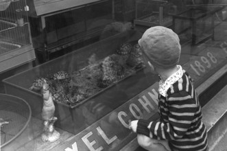 Stockholm 1954. A boy is fascinated by the turtles in the shop window of the Axel Cohn shop at