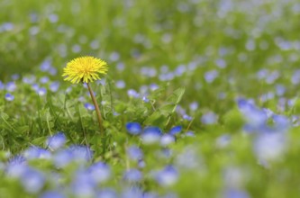 Yellow dandelion on the green field closeup in spring