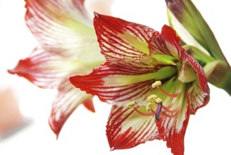 Lily flower close-up macro natural background details