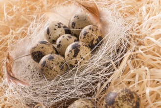 Quail's eggs