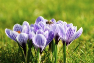 Beautiful springflower crocus in the garden
