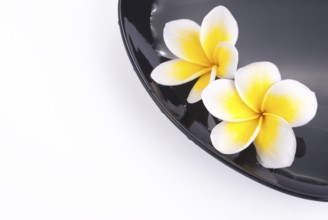 Leelawadee flower in the water on black bowl