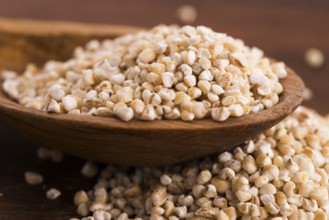 Barley groats on wooden spoon