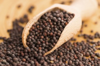 Brown mustard seeds