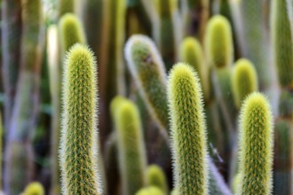Detail of cactus with its thorns, colors and textures