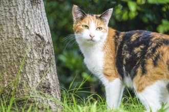Tortoiseshell cat nestled in prairie. Shooting Location: Tokyo metropolitan area