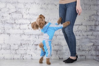 Small funny dog of brown colour with curly hair of toy poodle breed posing in clothes for dogs.