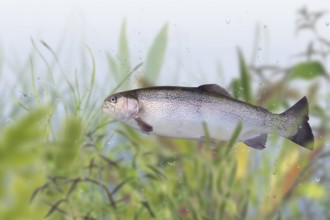 Trout