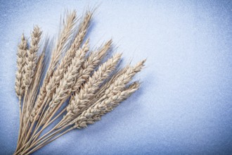Ripe rye wheat ears on blue background directly above