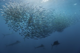 Atlantic sailfish hunting sardines, Istiophorus albicans, Isla Mujeres, Yucatan Peninsula,