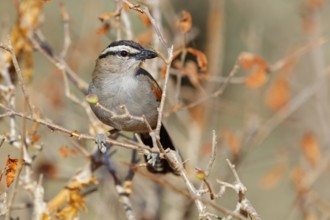 Senegal tchagra, black-shouldered tchagra, (Tchagra senegalus), Tchagra minutus, animals, birds,