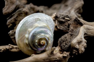 A captivating Turbo marmoratus snail with a stunning iridescent shell rests gracefully on a piece