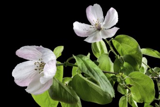 Beautiful white Quince tree flower blossom isolated on a black background. Flower head close-up,