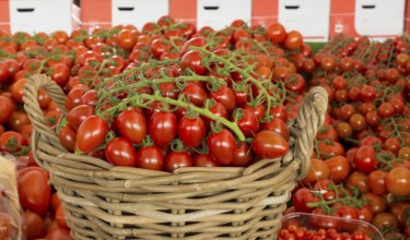 Reed basket with red tomatoes amid countless sizes of red tomatoes