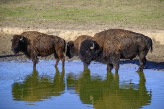 A view of a bison in the middle of Germany in the nature park near Stangerode