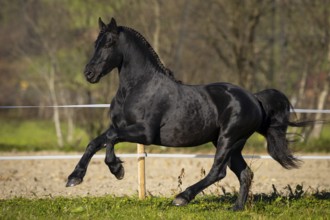 Friesian stallion in the pasture in autumn
