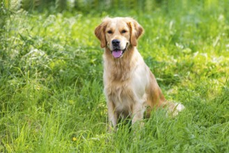 Portrait of beautiful Golden Retriever on summer day surrounded by green grass